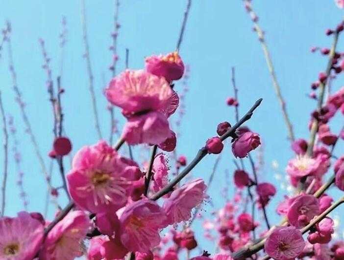 陽春三月到五月 太原植物園邀您欣賞“花花世界” 