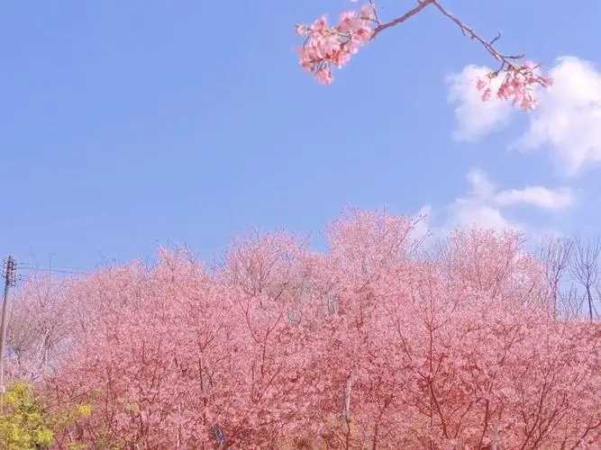4月22日-5月3日太原市開通免費(fèi)賞櫻公交專線 