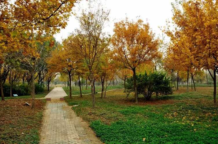 賞花賞樹賞非遺 我市各公園邀請廣大市民共賞秋日美景 