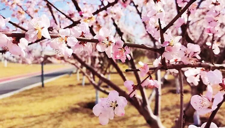 晉陽湖桃花島 植物園桃花園 兩處山桃花競相綻放